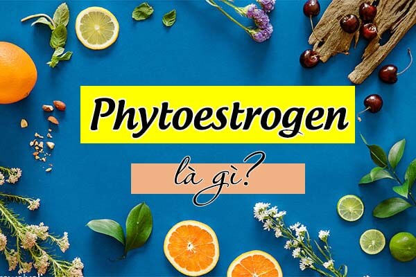 bổ sung phytoestrogen tăng vòng 1
